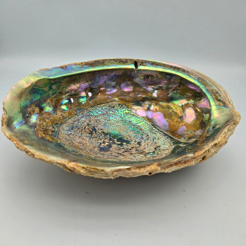 Vintage Trophy Huge Red Abalone Shell 9 1/8" Iridescent Jumbo Smudging Incense